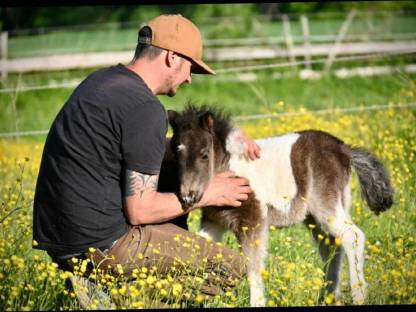 Mini Shetland Ponys Hengstfohlen zu verkaufen