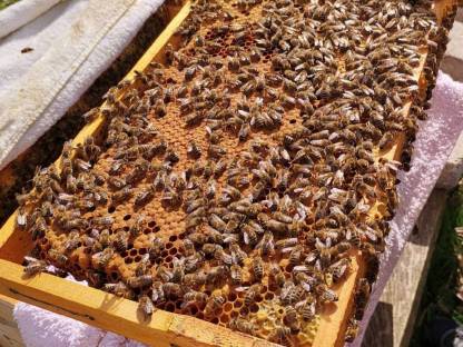 Carnica Bienenvolk oder Ableger auf EHM