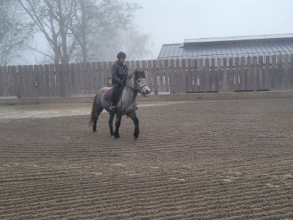 Bild 5:Islandpferd-Stute