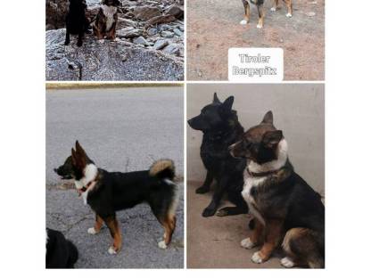 Seltene Rasse-Tiroler Bergspitzhunde