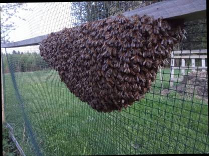 Bienenschwarm / Naturschwarm