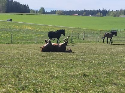 Pferdeeinstellplätze am Bio-Hof