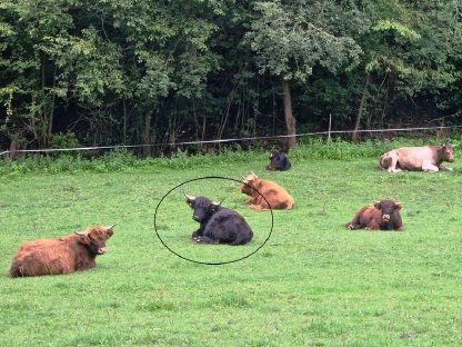 Highland Cattle Hochlandrinder Kuh mit Stierkalb