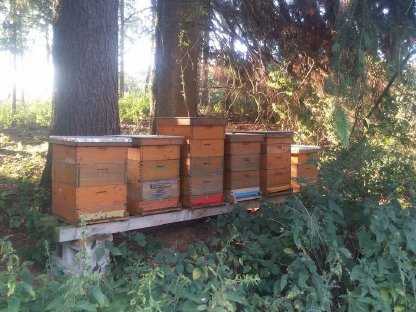 Bild 2:BIO-Qualitätshonig aus dem Wald- & Weinviertel