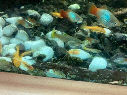 Guppy Fische
