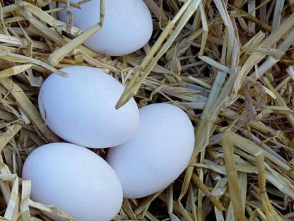 Hühner-Eier