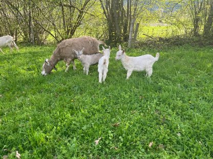 Bild 2:Wunderschöne Ziegen
