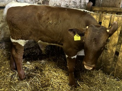 Pinzgauer Stierkalb zu verkaufen