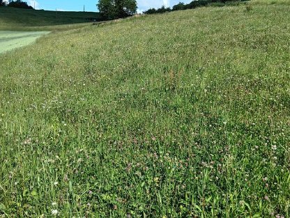 Bild 6:150 Heuballen, € 2,50, Ernte 2025