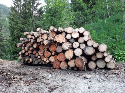 Bild 2:Kärnten - Motorsägen Trupp