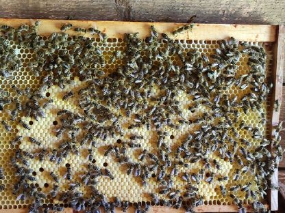 Bienenvolk Ableger mit Königin zu vergeben