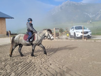 Bild 4:Islandpferd-Stute