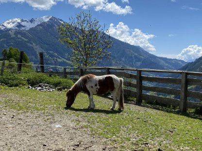 Pony Stute Fuchsschecke
