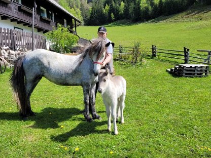 Bild 8:Islandpferd-Stute