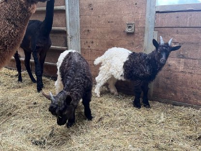 Bild 2:Walliser Schwarzhalsziegen