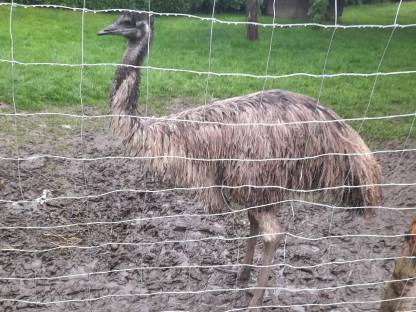 Emu Henne aus Anfang 2023