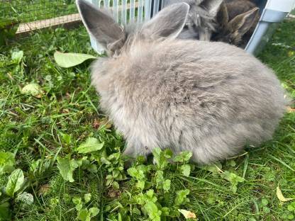 Kaninchen/Hasen