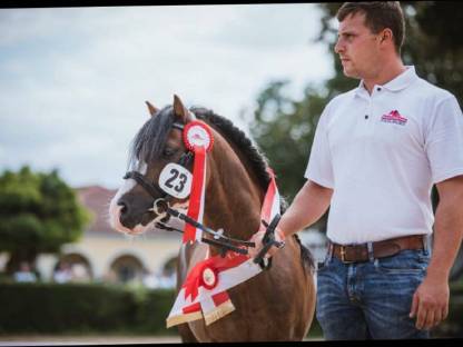 Bild 2:Deckanzeige Welsh A für 2024