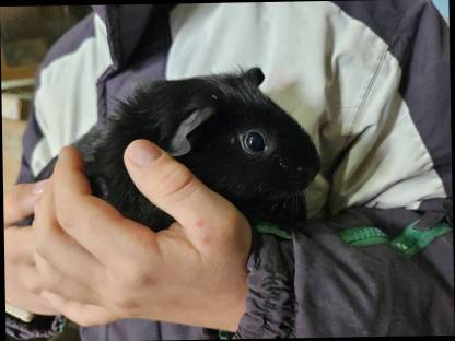 Hasen und 1 Meerschweinchen