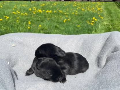 Bild 7:Zwergkaninchen