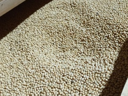 Bild 2:BIO SOJABOHNEN