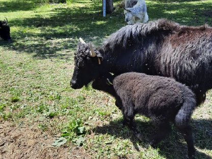 Bild 4:Yak-Kälber