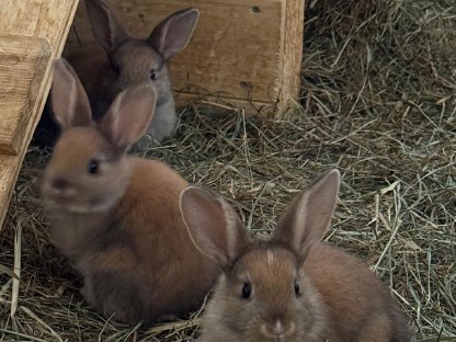 Bild 3:Kaninchenbabys zu verkaufen