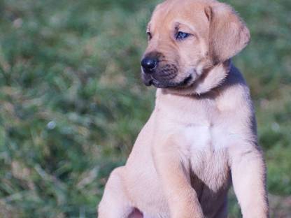 Bild 4:Broholmer Welpen - Dänischer Königshund