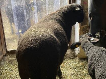 Bild 4:Jura-Zuchtwidder