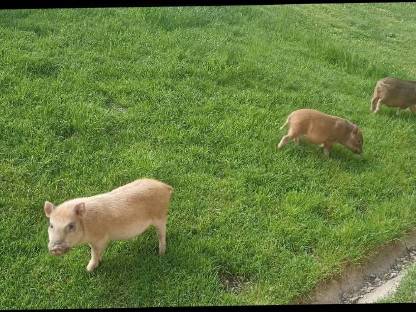 Micro-Schweinchen abzugeben