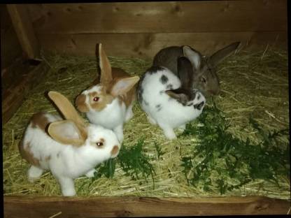 Bild 5:Verkaufe Kaninchen