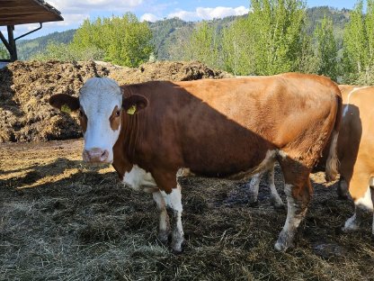 Tragende BIO Fleckvieh Kalbin