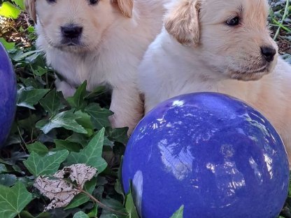 Golden Retriever Welpen - reinrassig - mit Ahnentafel