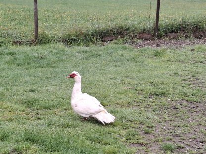 Enten Moschusente Warzenente