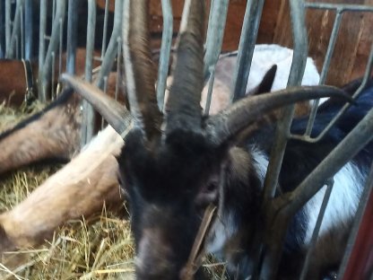 Bild 2:Vierhorn-Ziegen Kitz weibliche und Böcke