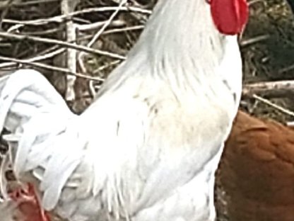 Bild 3:Junghähne gegen freiwillige Spende zu vergeben