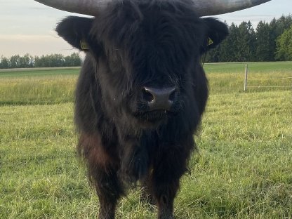 Hochlandrinder Jungstier