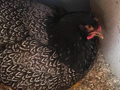 Bild 4:Bruteier von Rasse-Mix-Hühnern