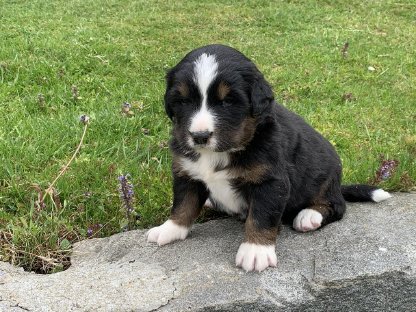 Swissydog vom Nibelungenblut