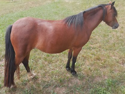Brave Ponystute
