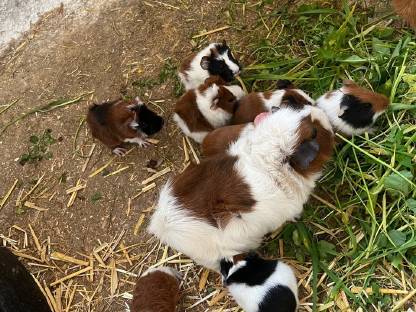 Meerschweinchen