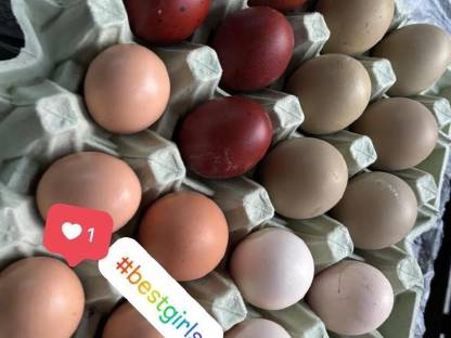 Bild 4:Bruteier Mix Buntleger