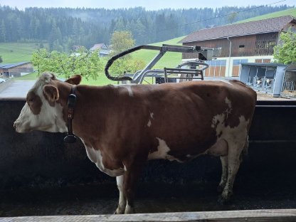 FV-Trächtig