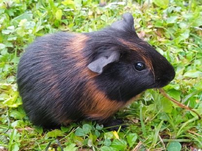 Meerschweinchen Männchen