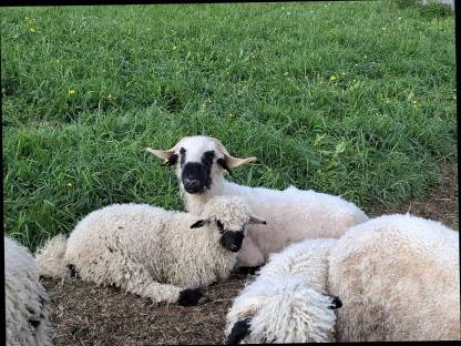 Waliser Schwarznasenschaf