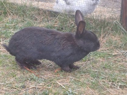 Hase abzugeben