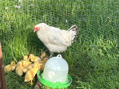 Sachsenenten und Haubenenten Küken Enten