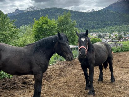 Percheron Hengste