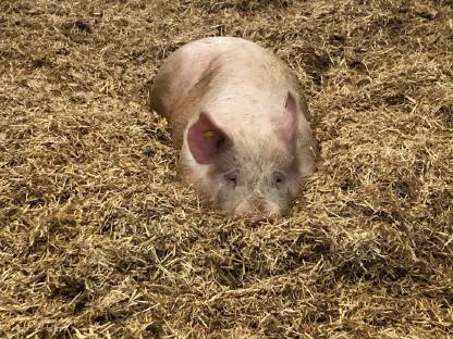 Edelschweineber