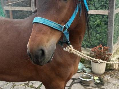 Pferd